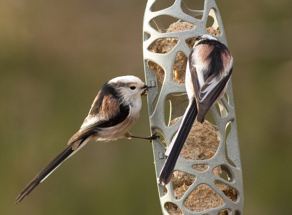 Snímek obrazovky 2025-11-26 094037